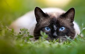 pet in grass
