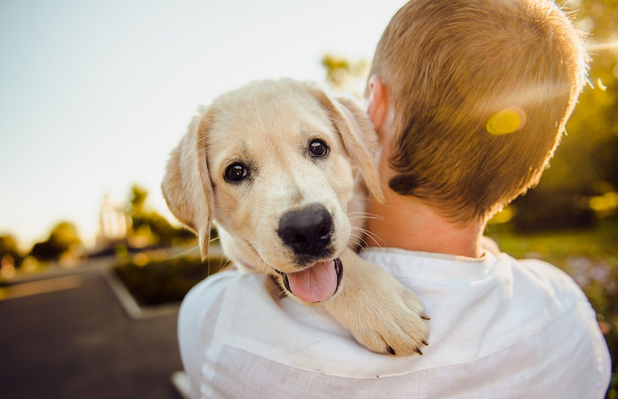 carrying a dog