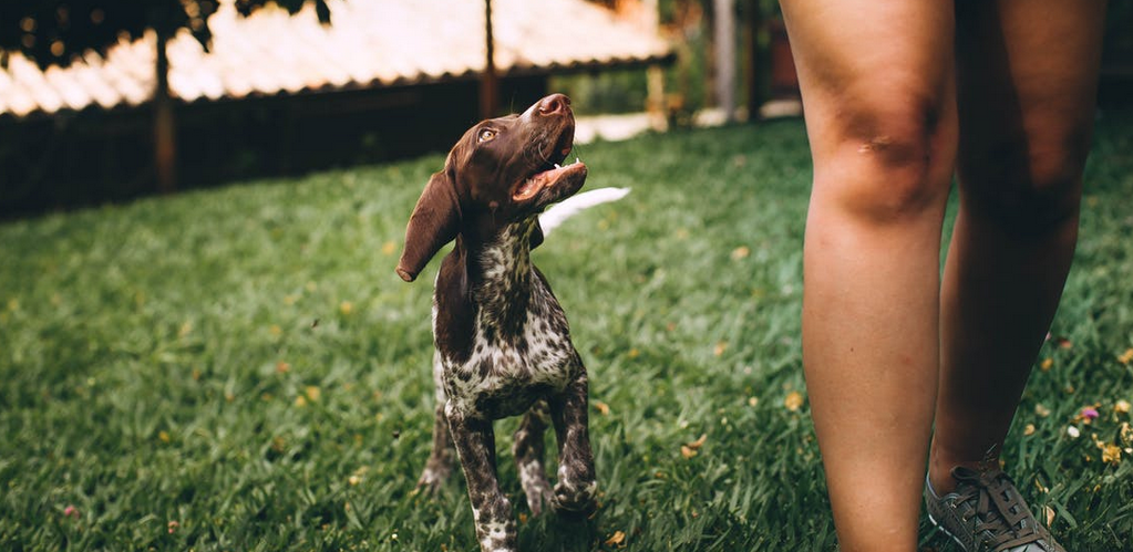 walking a dog
