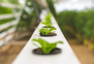 hydroponic