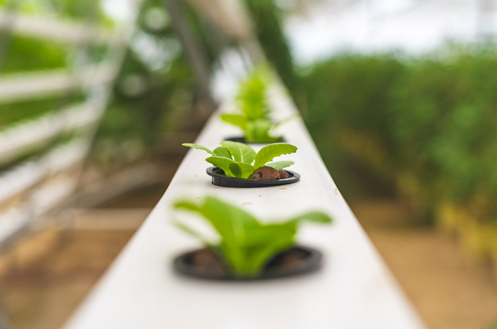hydroponic